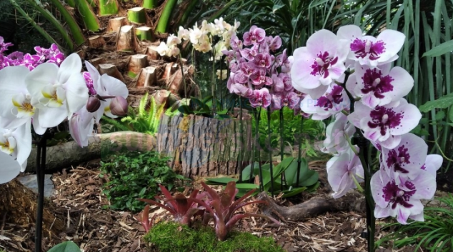 Stovky orchidejí zaplnily sbírkové skleníky