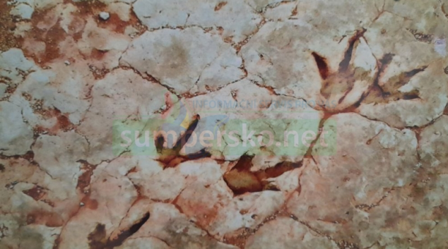 Zkamenělé stopy v silničním muzeu