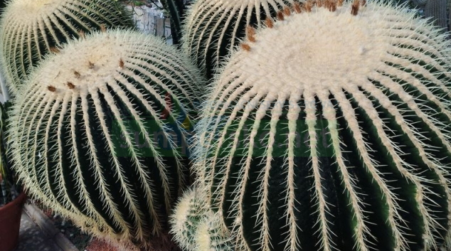 Jedny z největších kaktusů v Evropě jsou k vidění na Výstavišti Flora