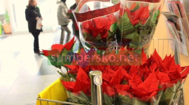 Tradiční vánoční hvězda opět pomůže a potěší