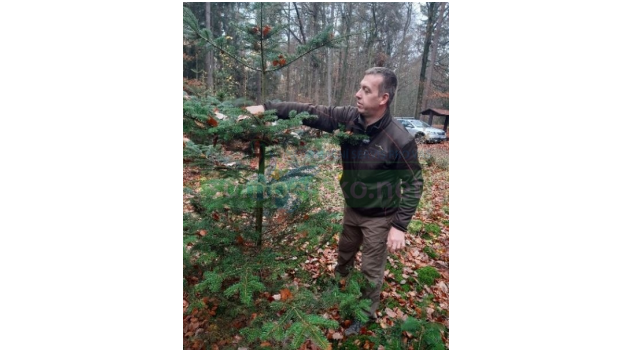 Lesníci začali rozvážet vánoční stromky darované dětem