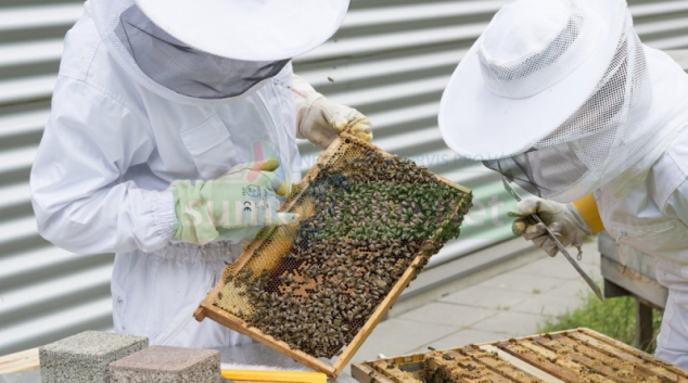 Půl milionu pro včelaře v kraji