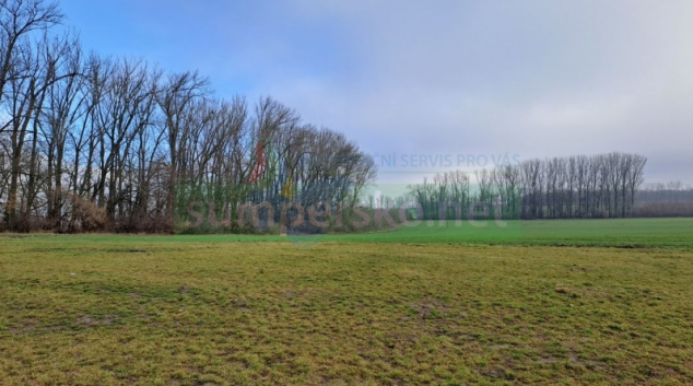 Lesy zakládají větrolamy