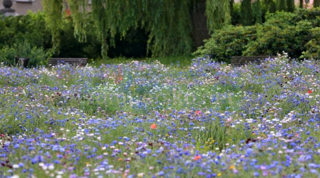 Šumperk zkrášlí výsadba trvalek a letniček