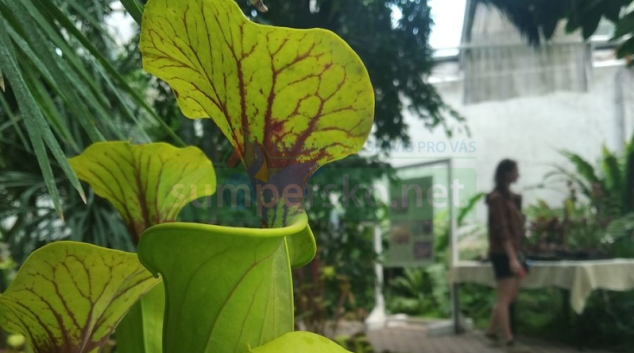 České masožravé rostliny i vzácné "masožravky" ze Stolových hor