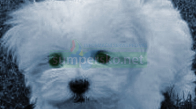 Přepadla a oloupila stařenku kvůli pejskovi