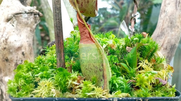Masožravá rostlina objevená českými vědci je poprvé veřejně k vidění