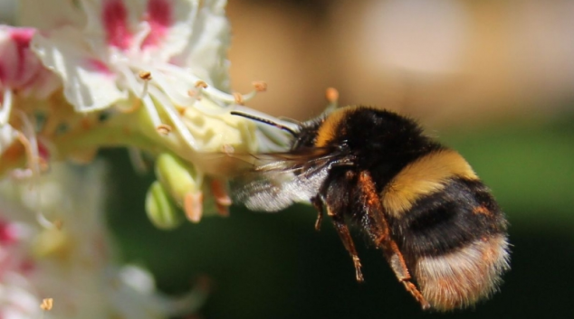 Zemědělci najdou rozmístění včelích úlů i na internetu 