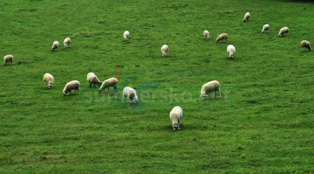 Zastřelená jehňata v Branné