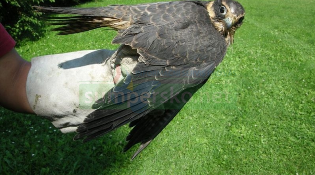 Záchranné stanice zvířat v kraji