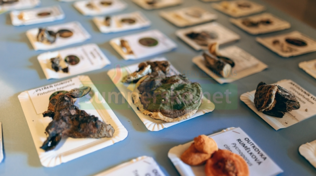 Připravte se na houbařský ráj