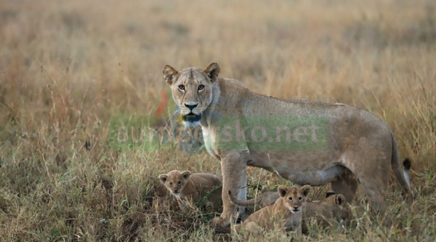 Tanzanie nabídne nejúžasnější safari