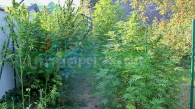 Pěstitelé konopí na Jesenicku