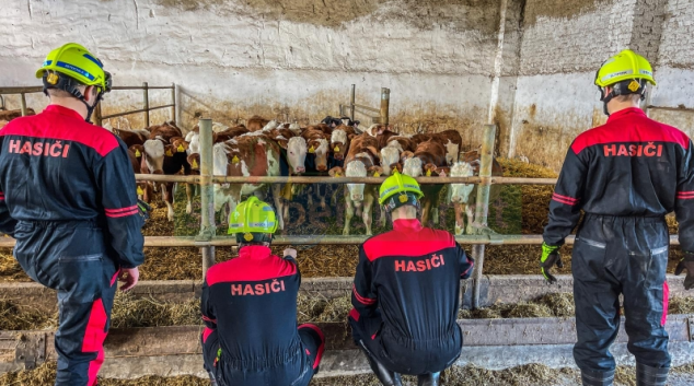 FOTO. Hasiči na Šumpersku odchytli třicet krav