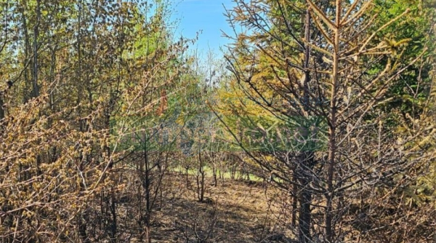Lesní dělníci od dubna do konce října nesmí pálit klestí
