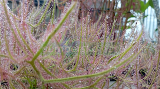 Masožravé liány lovící hlodavce i velké exempláře staré třicet let
