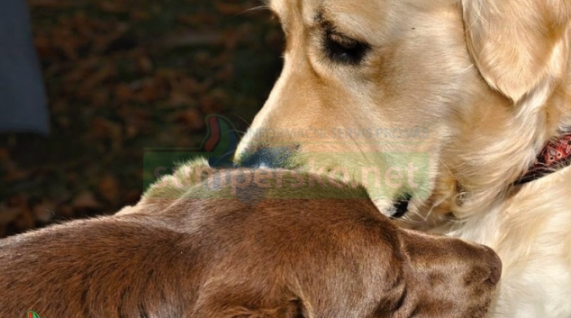 Ženu zaujala nabídka prodeje štěněte