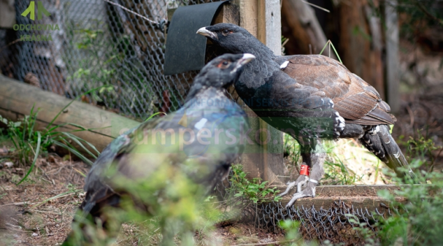 Tetřevi v Beskydech