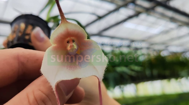 Letošní výstava orchidejí Klenoty pralesa překoná loňský rok