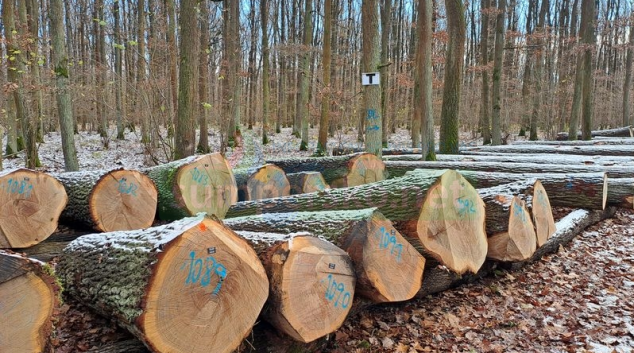 Sezóna dražeb cenného dříví začala