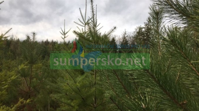 Více než tři stovky stromků letos darují Lesy ČR dětem