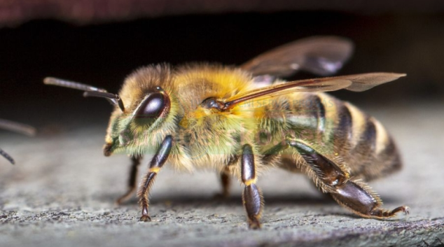 Čeští včelaři hlásí rekordní úhyny