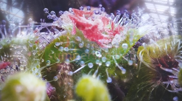 Výstava Živé pasti se blíží