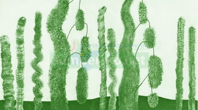 Světový kongres INSEA míří na Univerzitu Palackého