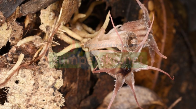 Dva nové druhy hvězdnatek