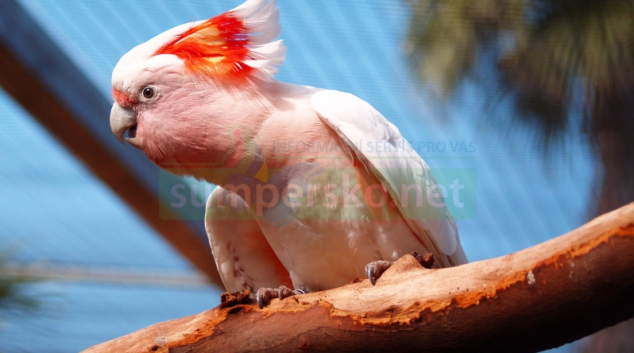 Mezinárodní přehlídka exotického ptactva