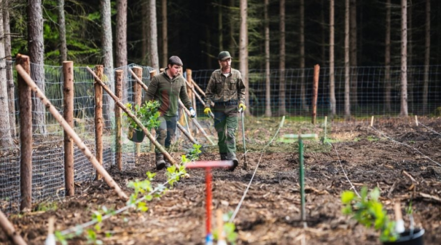 Obnova porostů na celém území ČR