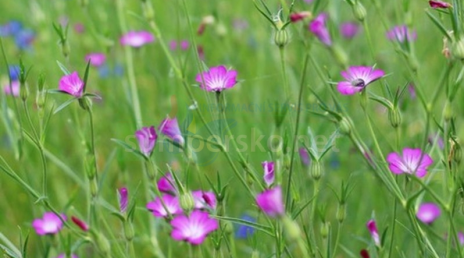 Nová výstava v botanické zahradě PF UP