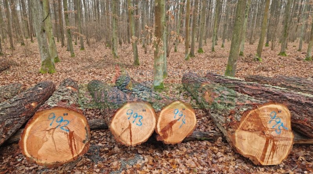 O dříví, ze kterého se vyrábějí třeba hudební nástroje