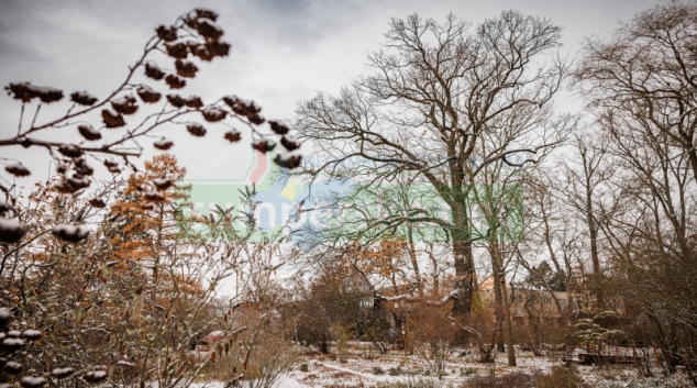 Univerzita Palackého má první památný strom