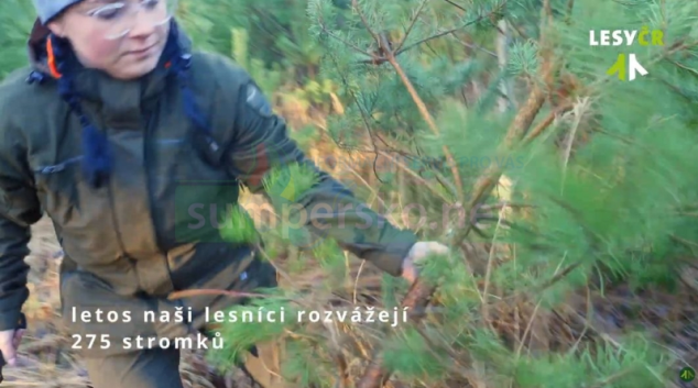 VIDEO. Vánoční stromky rozvážejí lesníci do azylových domů