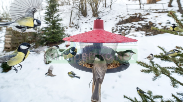 V lednu do ptačí říše