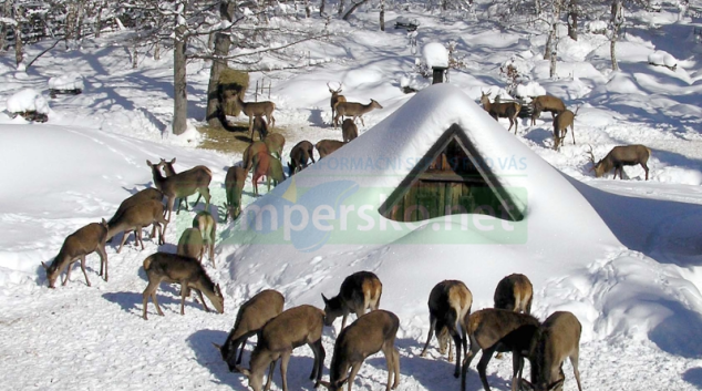 Přezimovací obůrky Lesů ČR