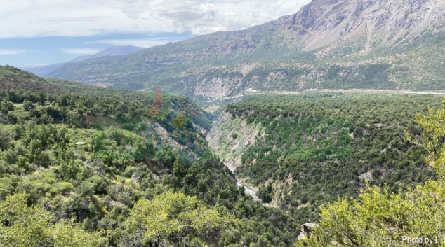 Vědci UP objevili v Chile neznámého brouka