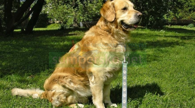 Koupit psa přes internet je riziko