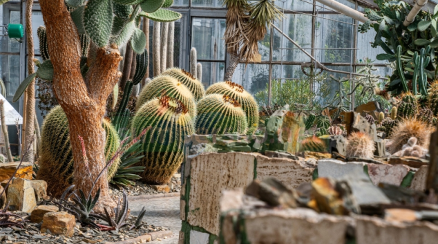 Kvetoucí rostliny i dozrávající citrusy