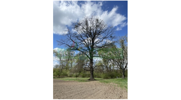 Nový památný strom v Litovelském Pomoraví