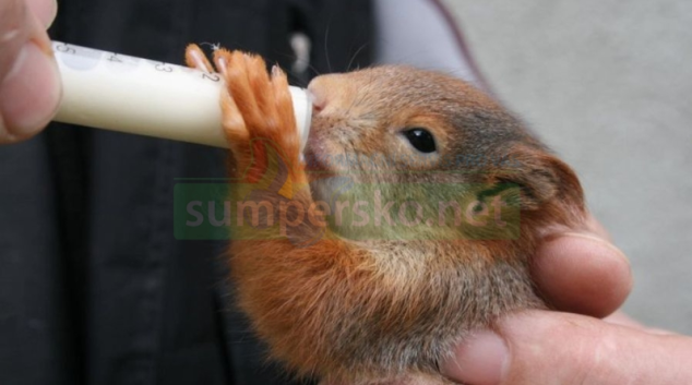 Zdvojnásobení podpory záchranných stanic pro zvířata