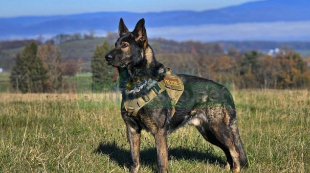 Služební pes Adin zasahoval v Šumperku