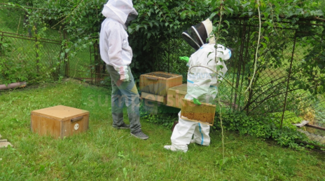 Ztráty včelstev způsobené varroózou