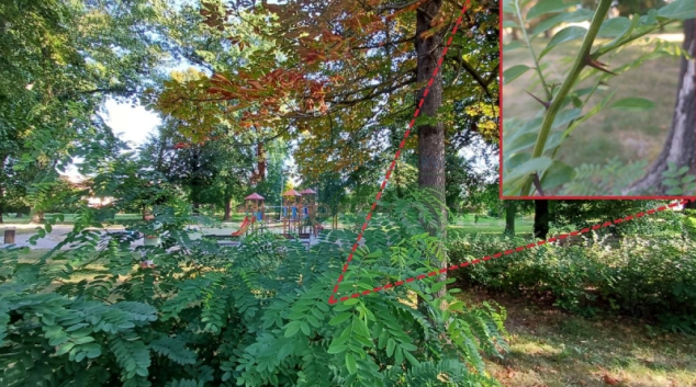 Klimatická změna vytlačuje původní dřeviny z měst