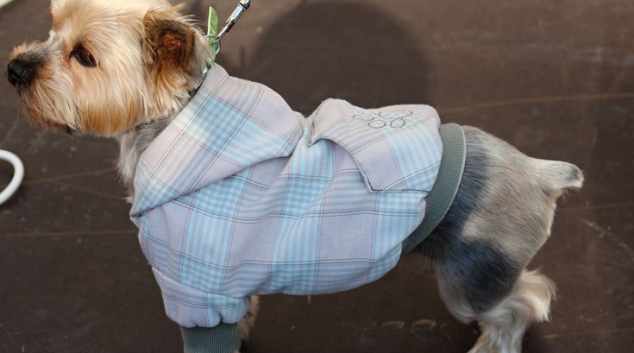 FOTO: Jaká byla první módní psí přehlídka v Šumperku