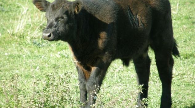 Ukradli teleta přímo z pastviny