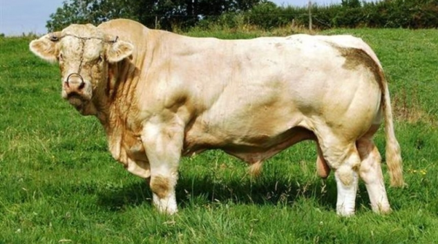 Zloději ve Skorošicích ukradli býka Charolaise