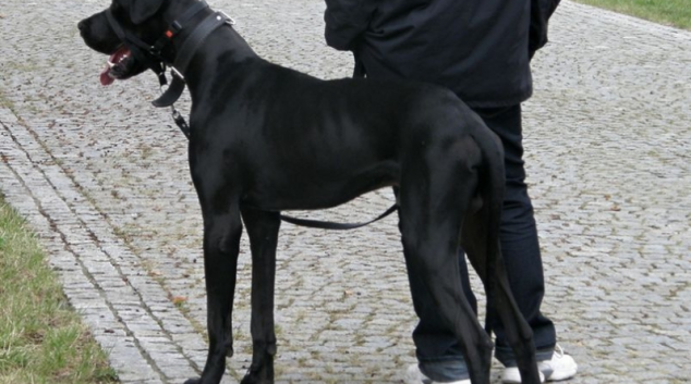 Chcete cestovat se zvířaty?