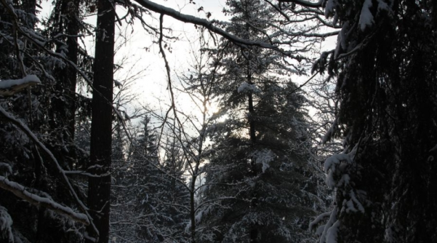 Topná sezóna začala. Kradou se i kusy lesa